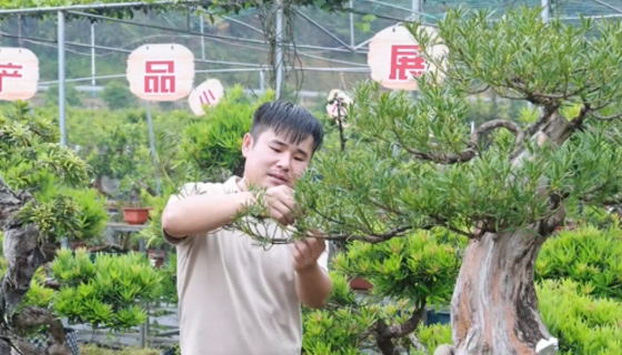 平南縣大鵬鎮(zhèn)盆景年銷售金額8000多萬元
