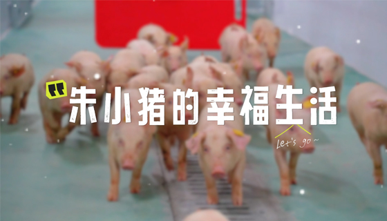朱小豬的幸福生活