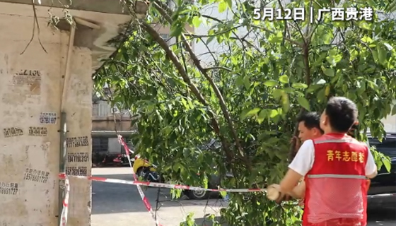 社區(qū)樹木倒塌成“攔路虎”，消防、社區(qū)、志愿者聯(lián)合行動(dòng)除隱患